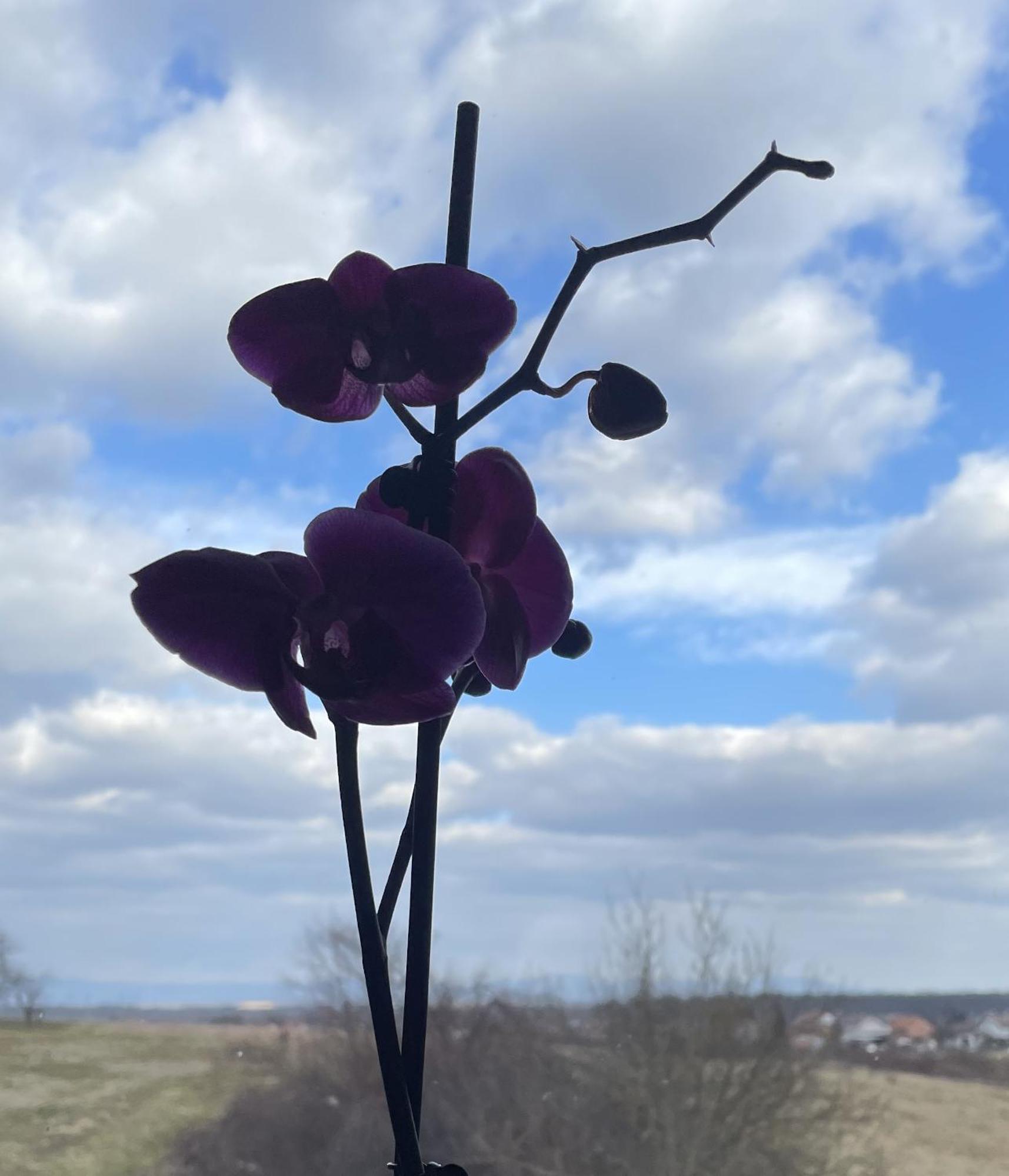 Vila Milka - Balkon - Besplatan Parking - Samostalna Prijava Karlovac Zewnętrze zdjęcie